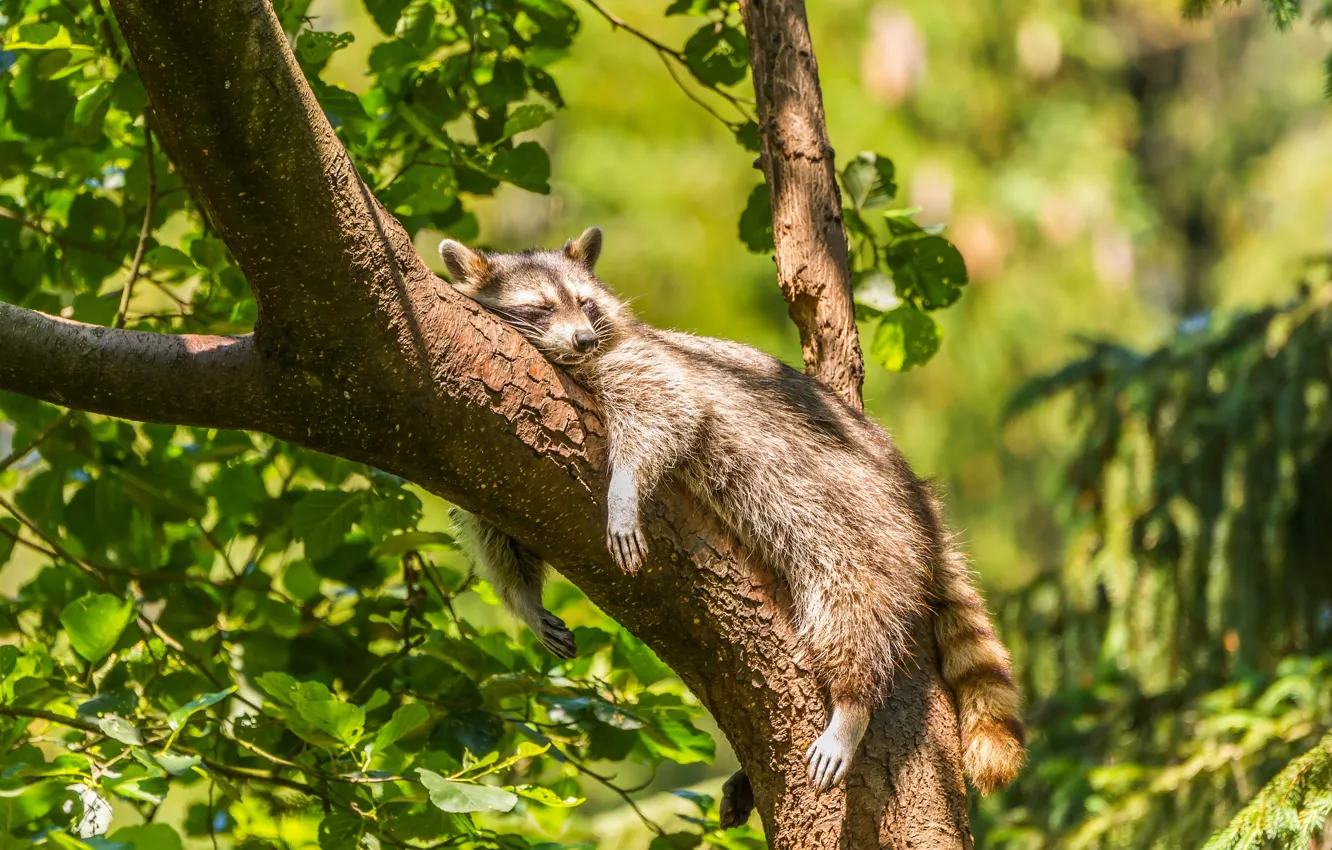 Photo wallpaper trees, relax, sleep, raccoon, on the tree, chill