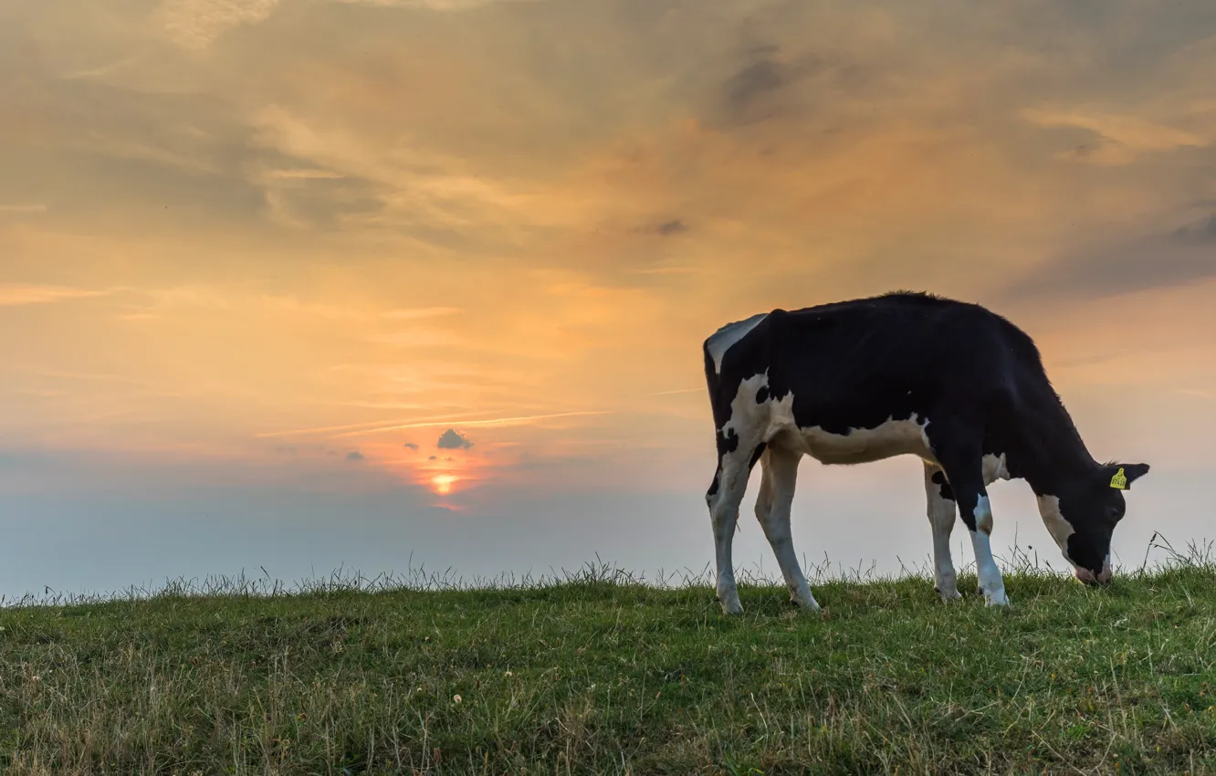 Photo wallpaper field, the sky, grass, clouds, dawn, morning, cows, pasture