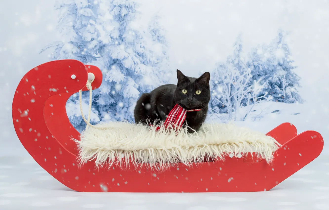 Photo wallpaper winter, cat, cat, look, snow, red, background, black