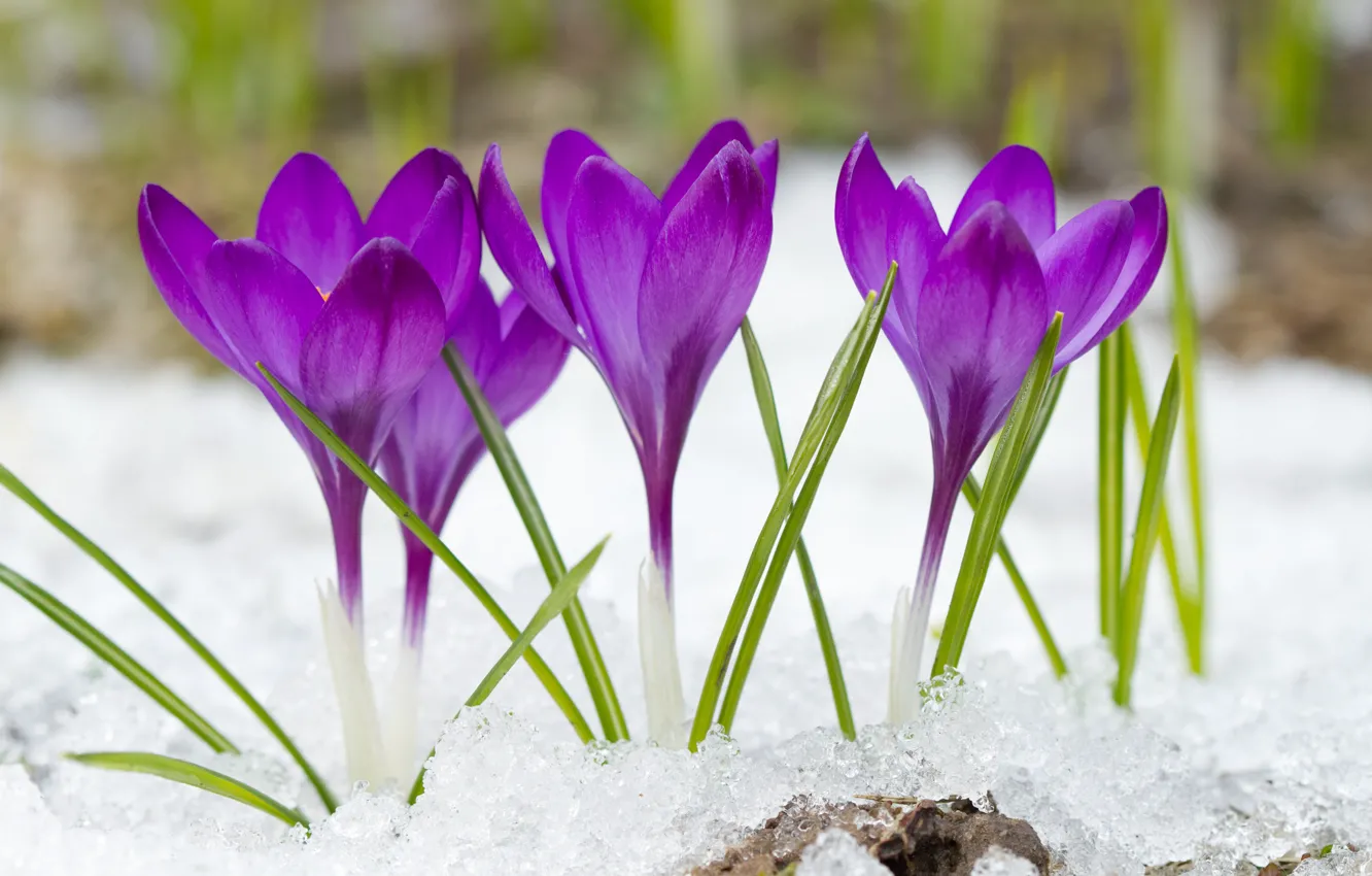 Photo wallpaper purple, snow, crocuses, bokeh, closeup