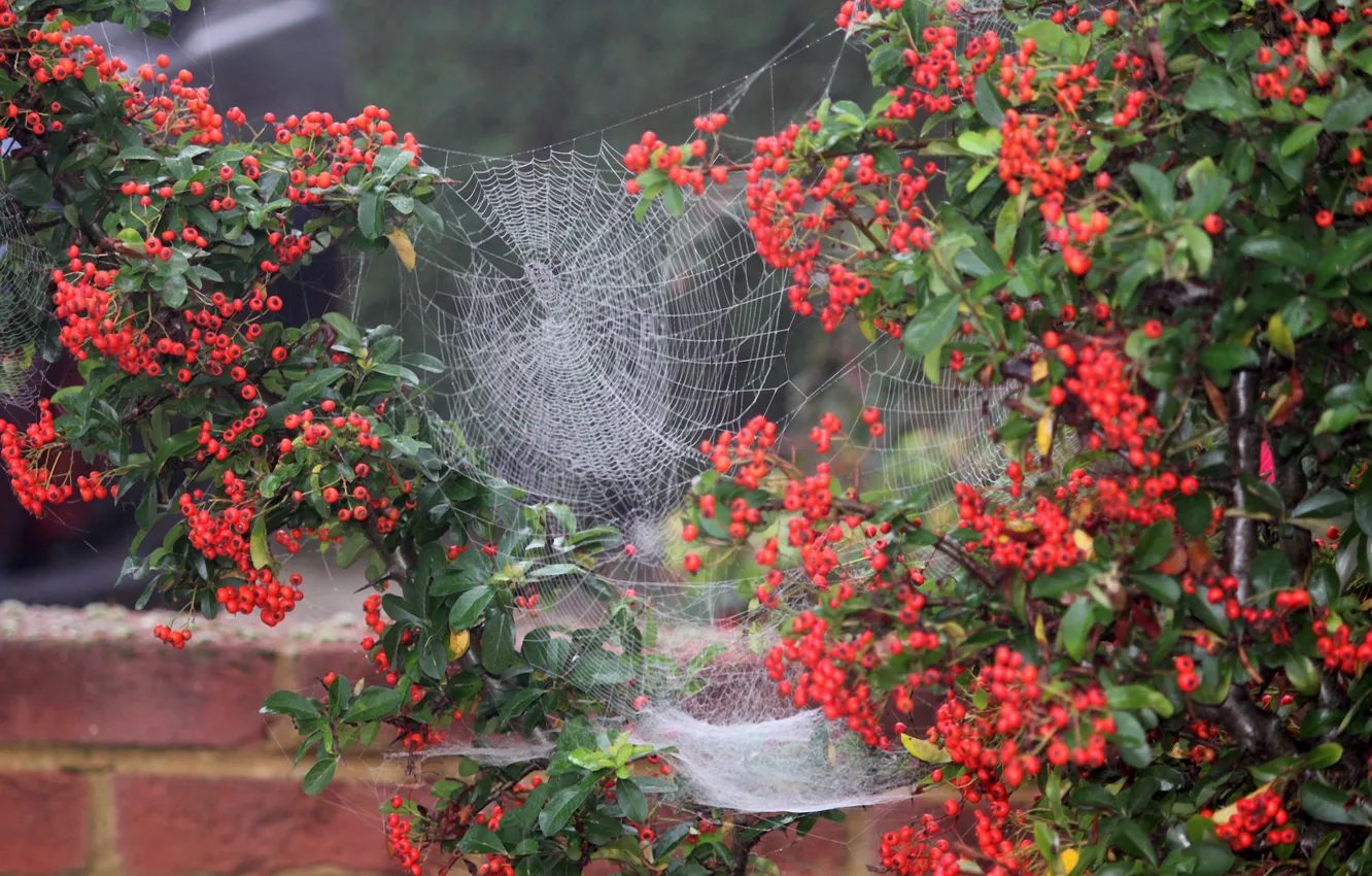 Photo wallpaper macro, berries, web, yard, the bushes
