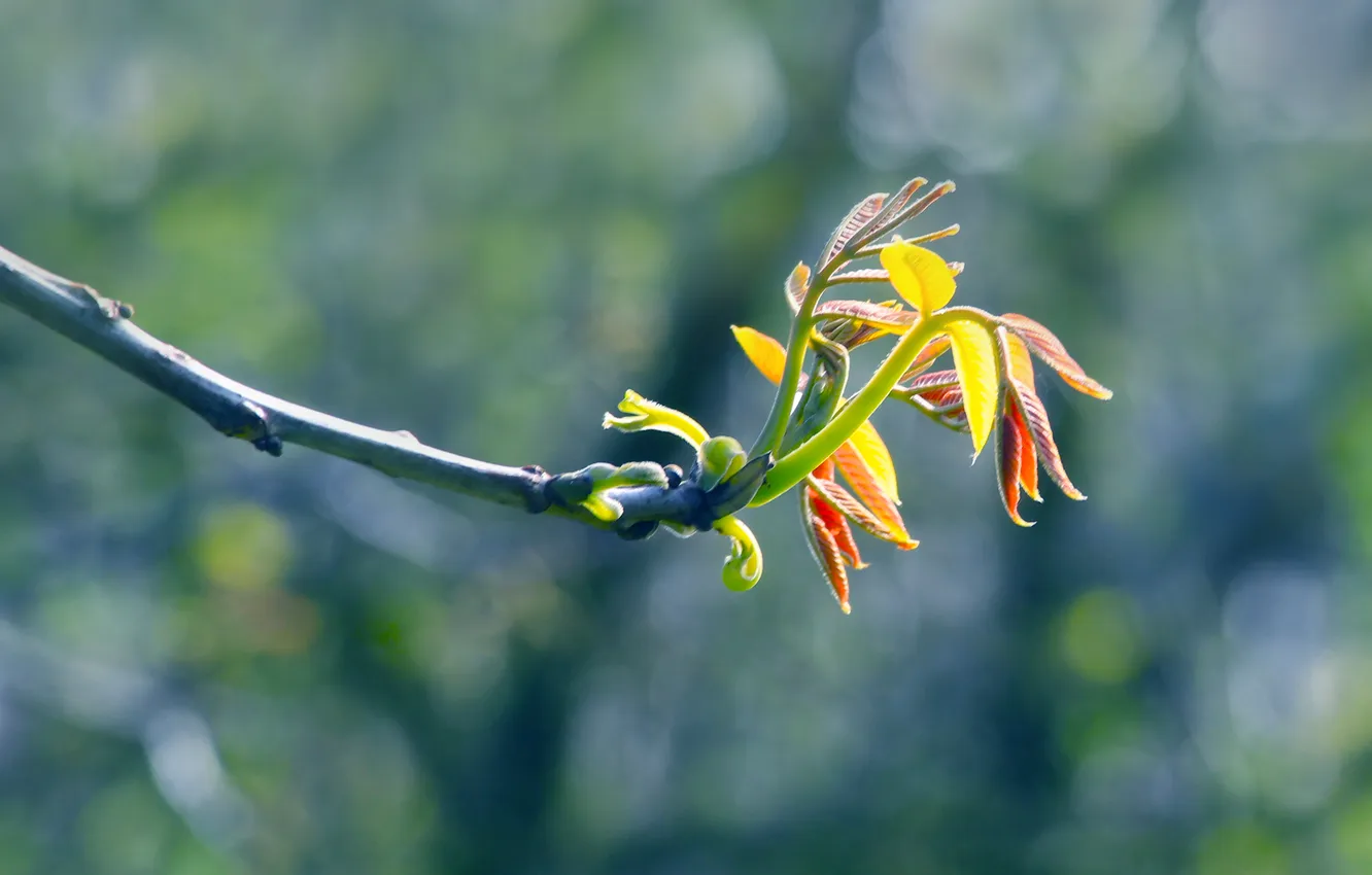Photo wallpaper spring, leaf, twig