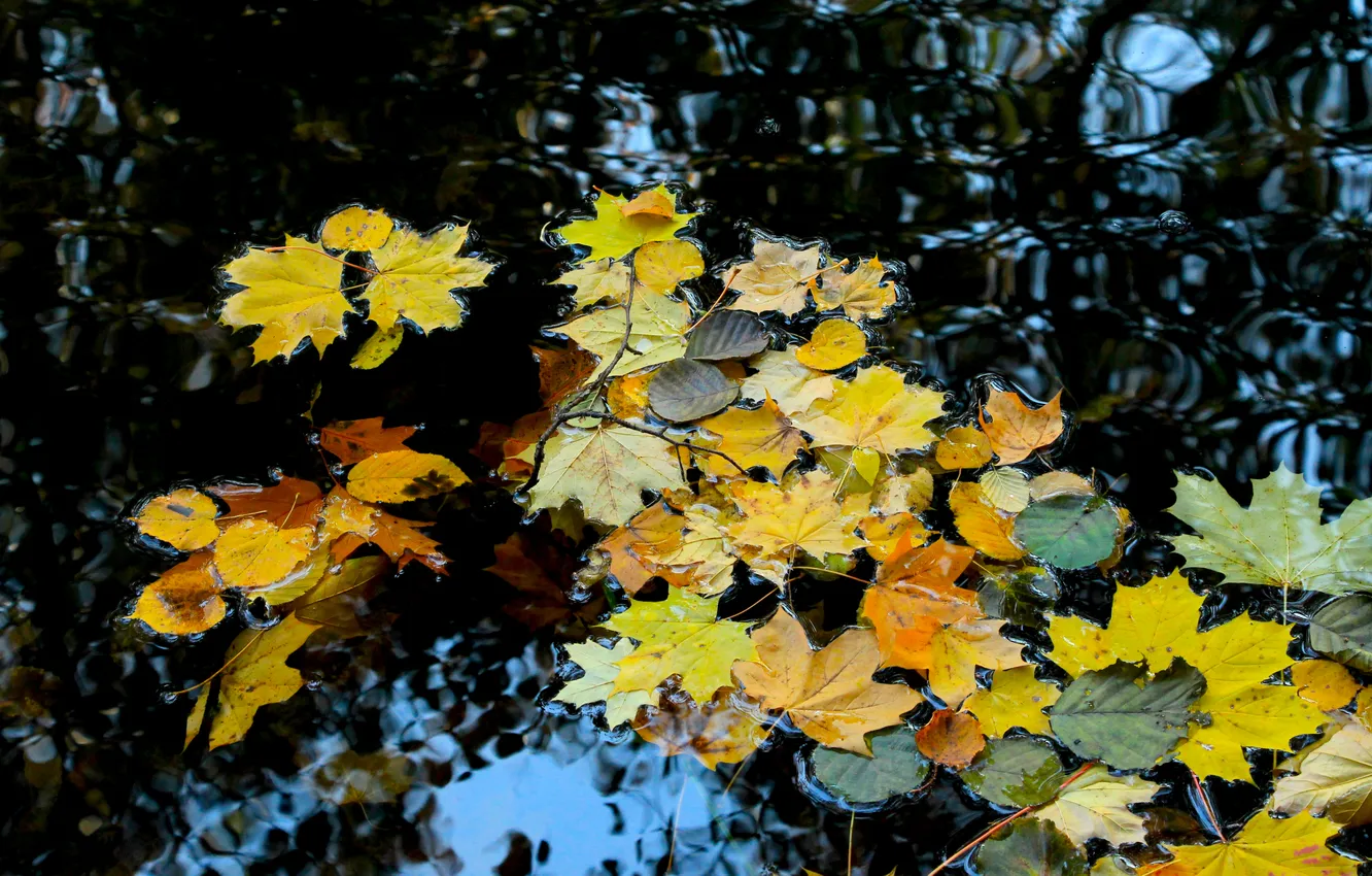 Photo wallpaper water, autumn, leafs, fall, swim