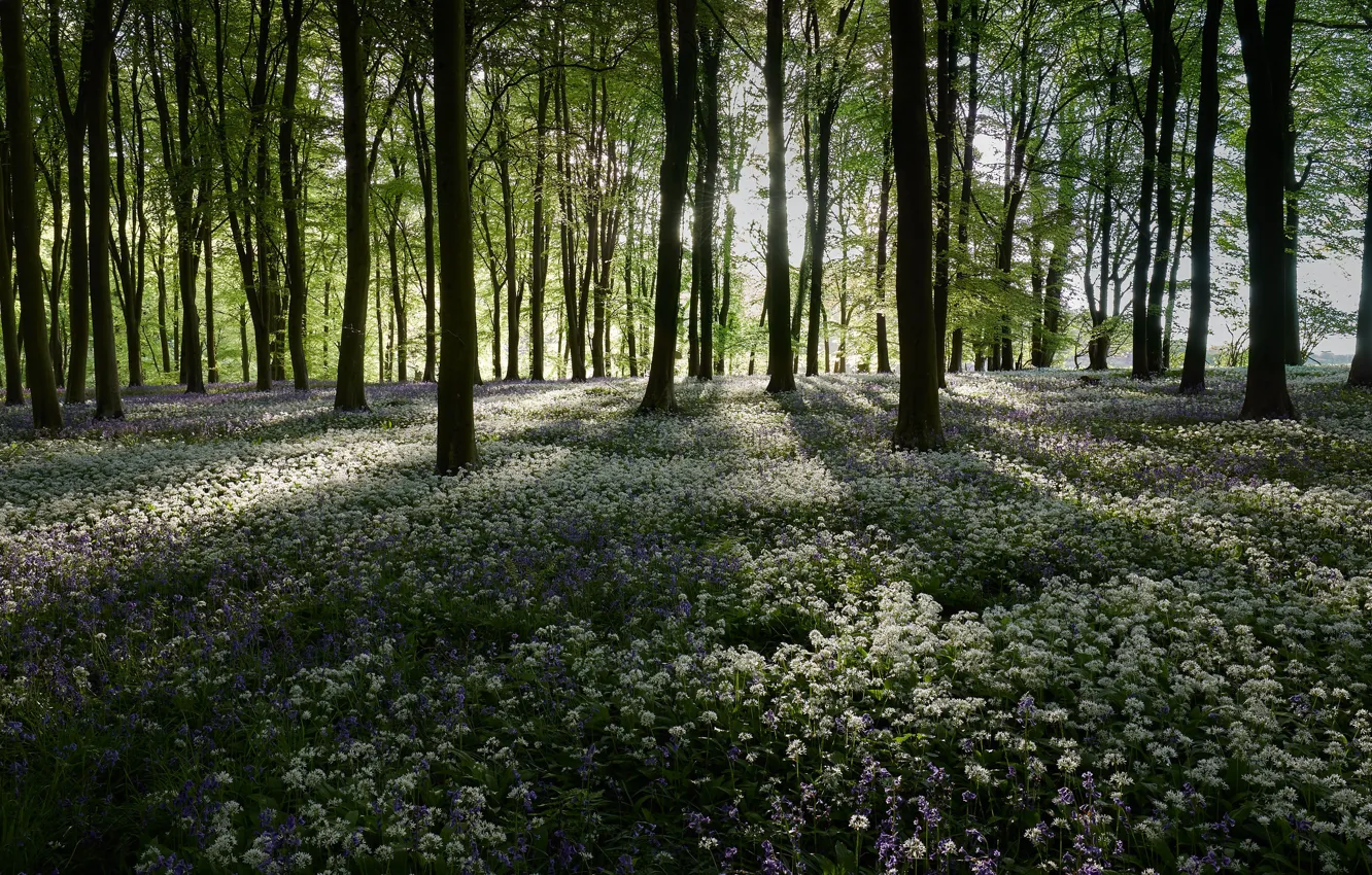 Photo wallpaper forest, flowers, glade, ramsons