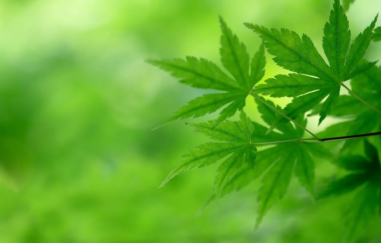 Photo wallpaper leaves, trees, branches, nature