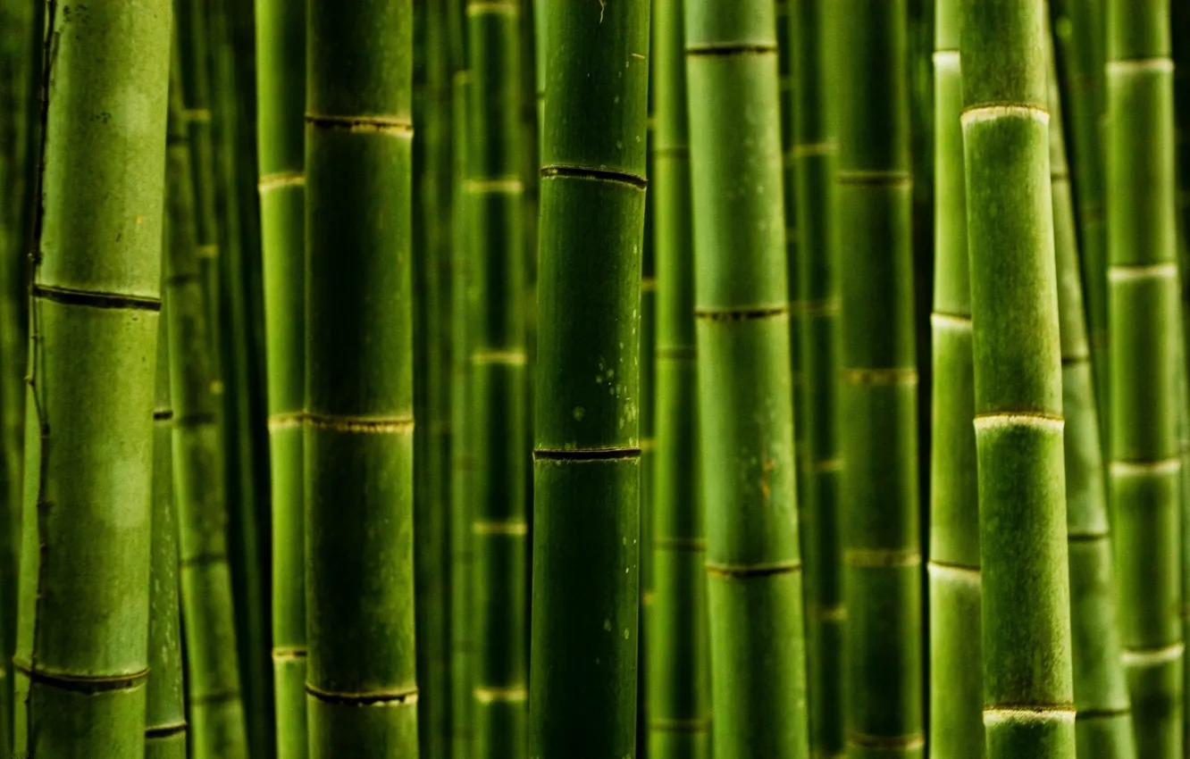 Photo wallpaper macro, trunks, bamboo, macro photos, nature green style