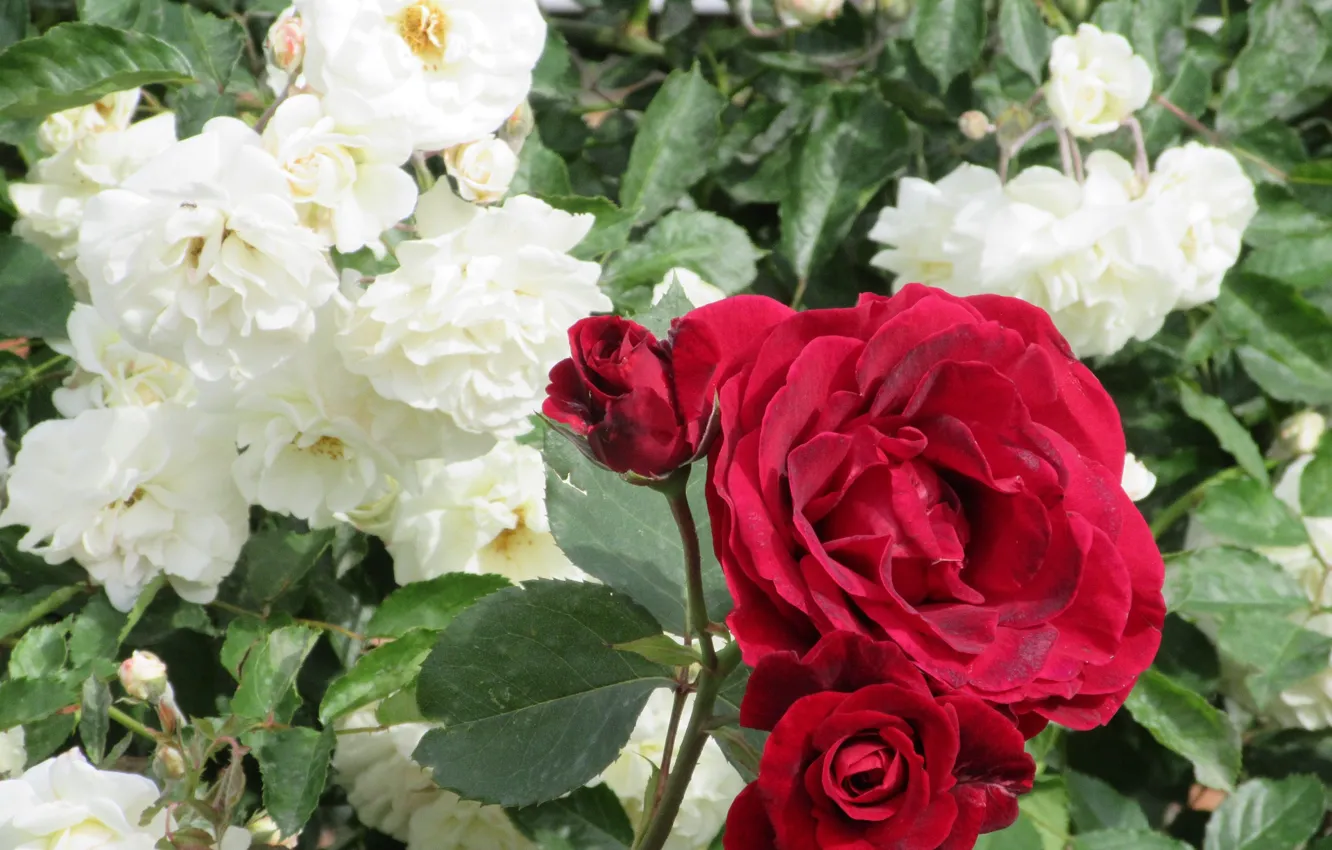 Photo wallpaper flowers, roses, red, white, 2018, Meduzanol ©