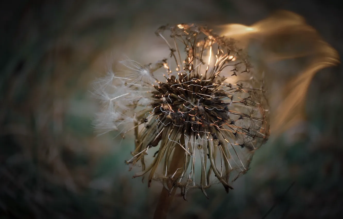 Photo wallpaper macro, flowers, lights, flame, dandelion, bokeh