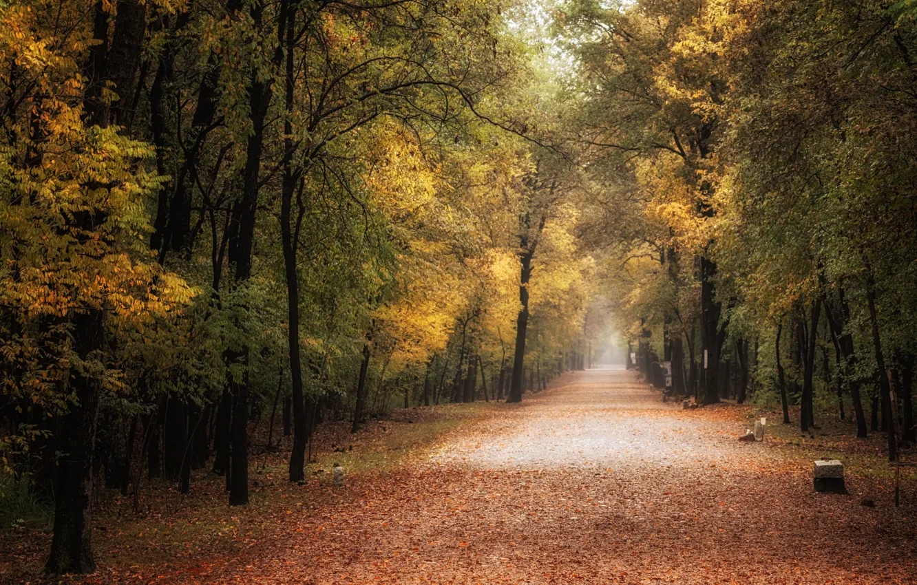 Photo wallpaper autumn, Park, foliage, alley