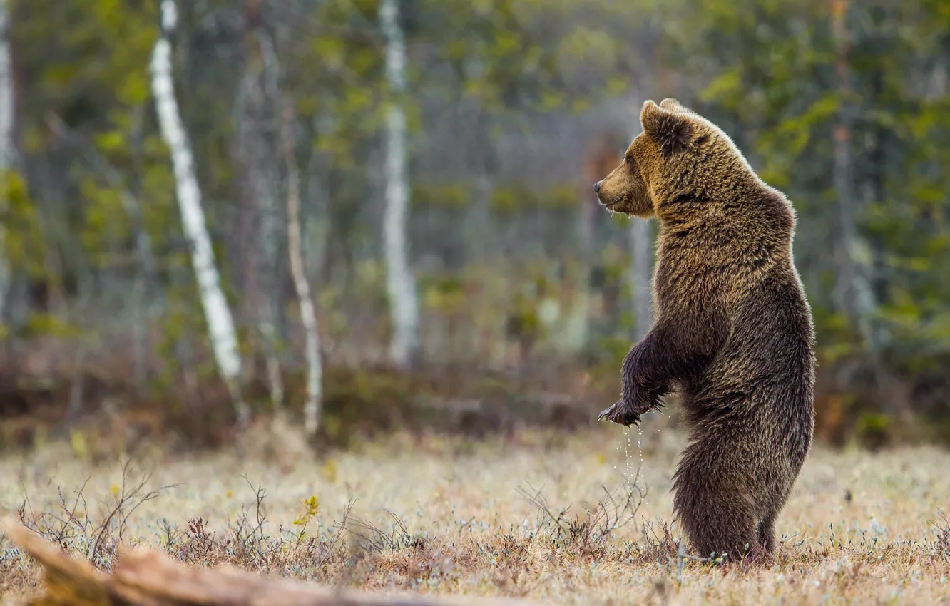 Photo wallpaper forest, nature, pose, animal, predator, bear, stand, Peter Grischott
