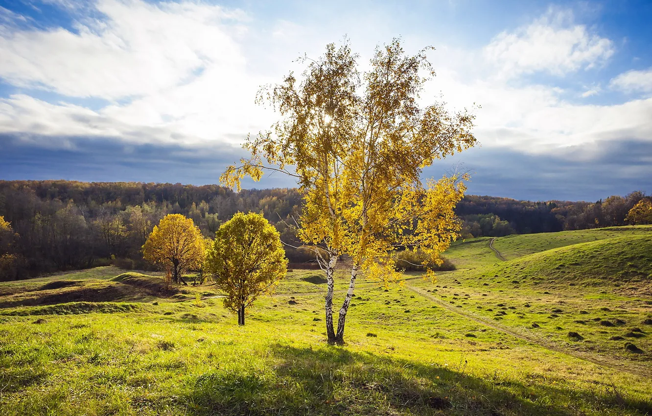 Photo wallpaper grass, nature, hills, birch
