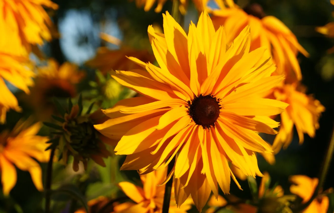 Photo wallpaper summer, nature, rudbeckia, August