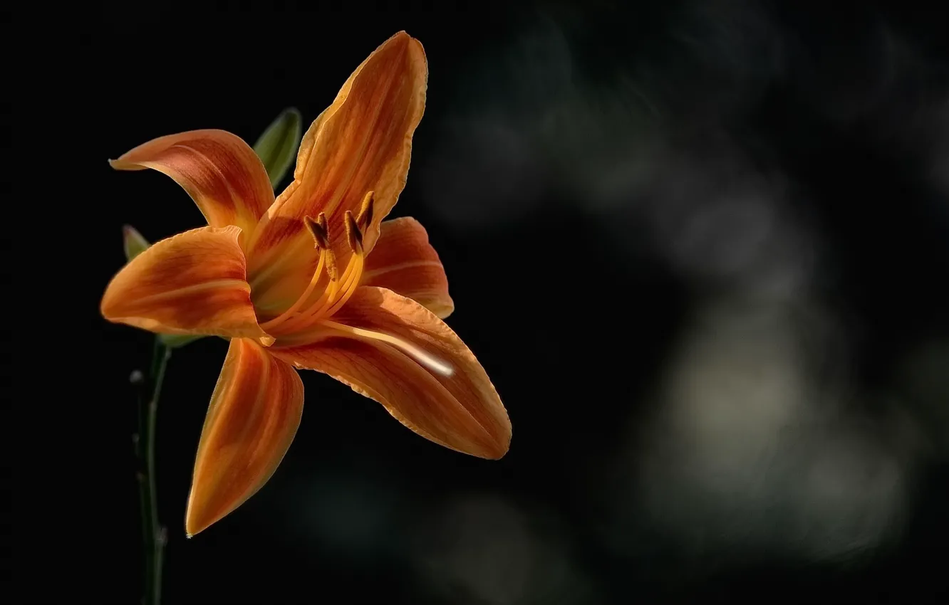 Photo wallpaper macro, flowers, nature, Helios, old optics