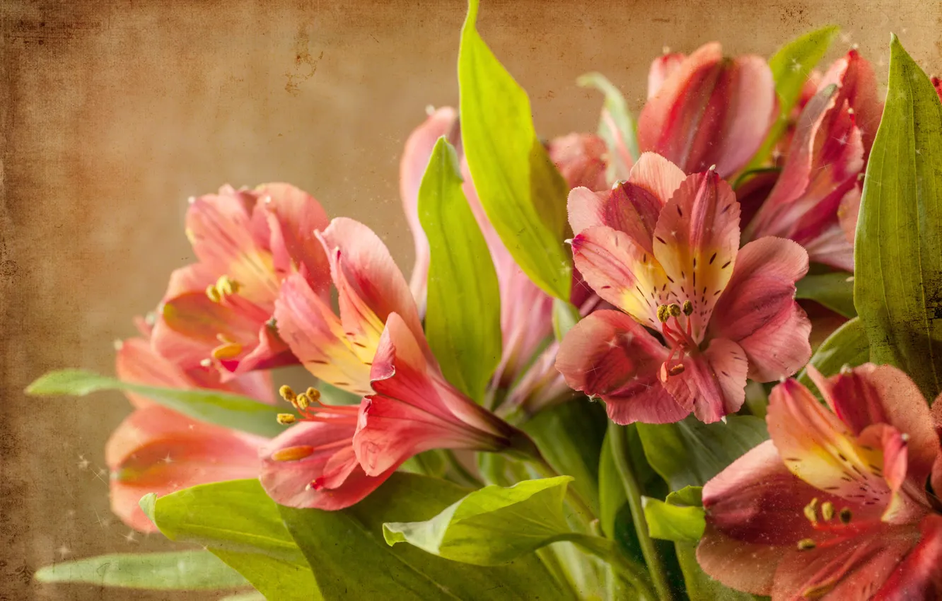 Photo wallpaper flowers, red, Lily, bouquet, Natasha Breen