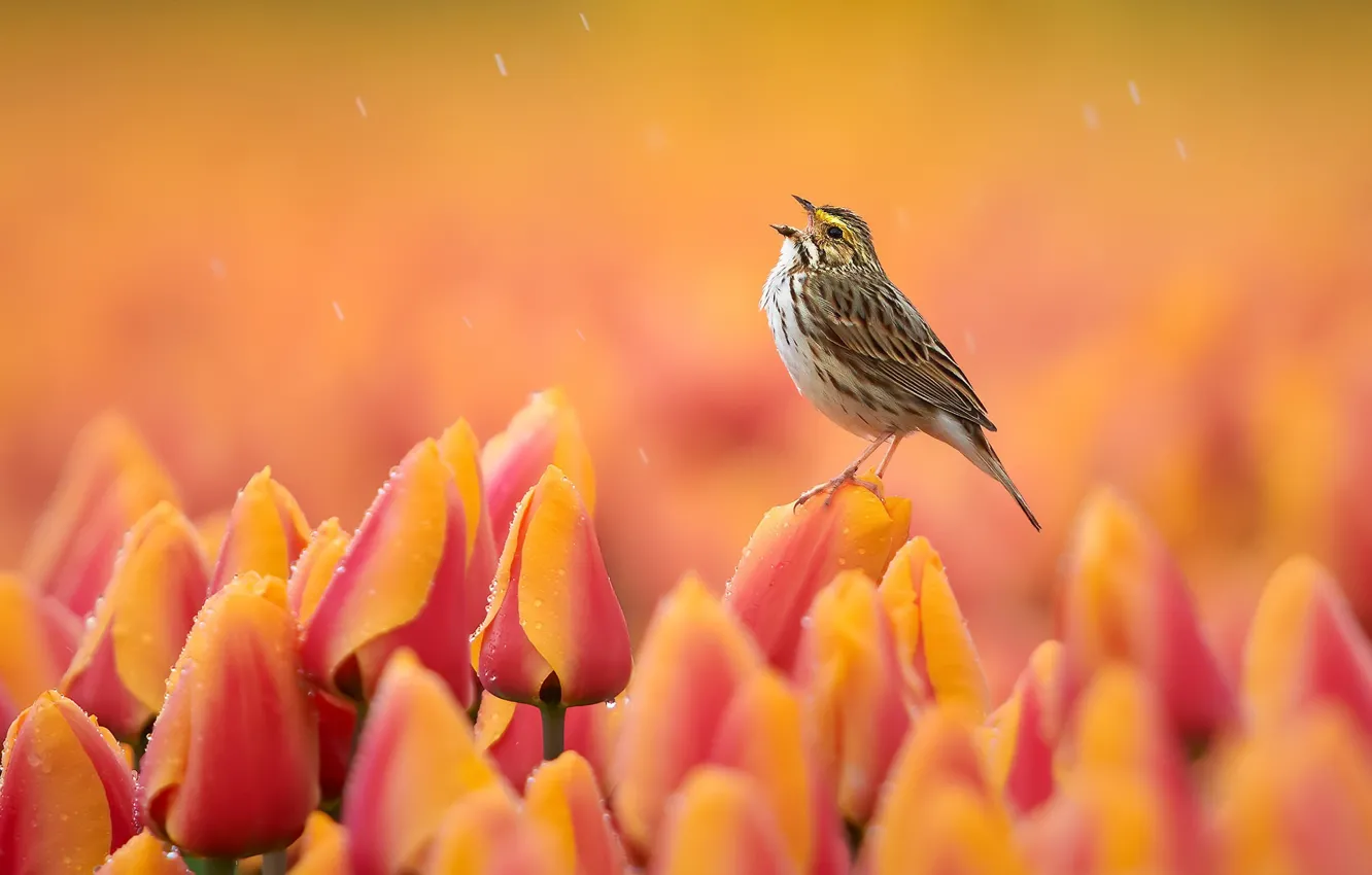 Photo wallpaper flowers, bird, tulips