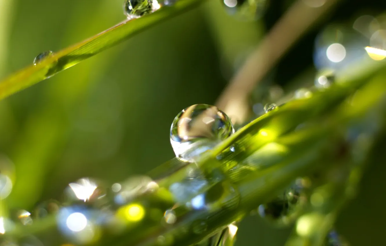 Photo wallpaper grass, drops, Rosa, morning