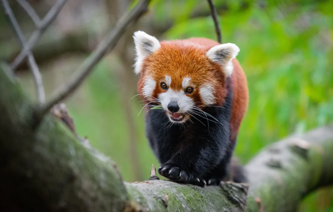 Photo wallpaper look, trees, branches, nature, pose, background, paws, mouth