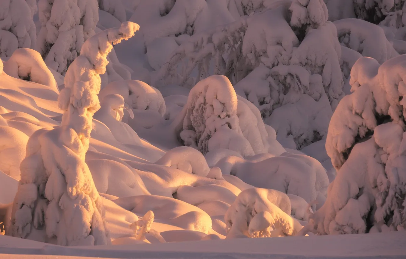 Photo wallpaper winter, snow, trees, nature, ate, Murmansk oblast, The Arctic, Rev Alex