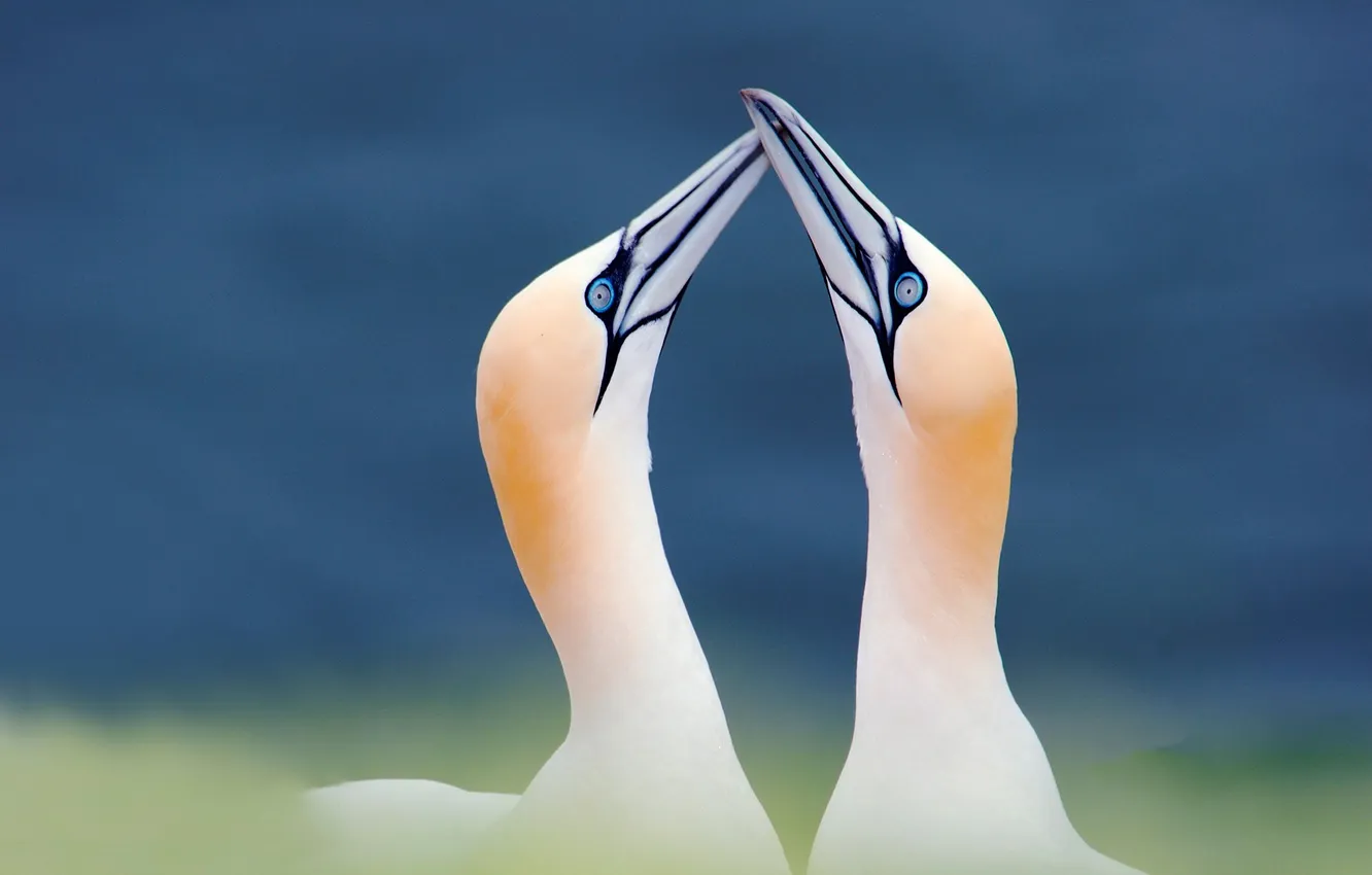 Photo wallpaper bird, beak, Germany, neck, Schleswig-Holstein, bakland, Helgoland