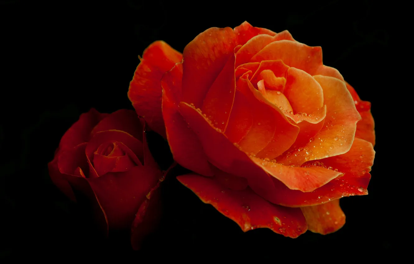 Photo wallpaper water, drops, flowers, Rosa, background, roses, petals