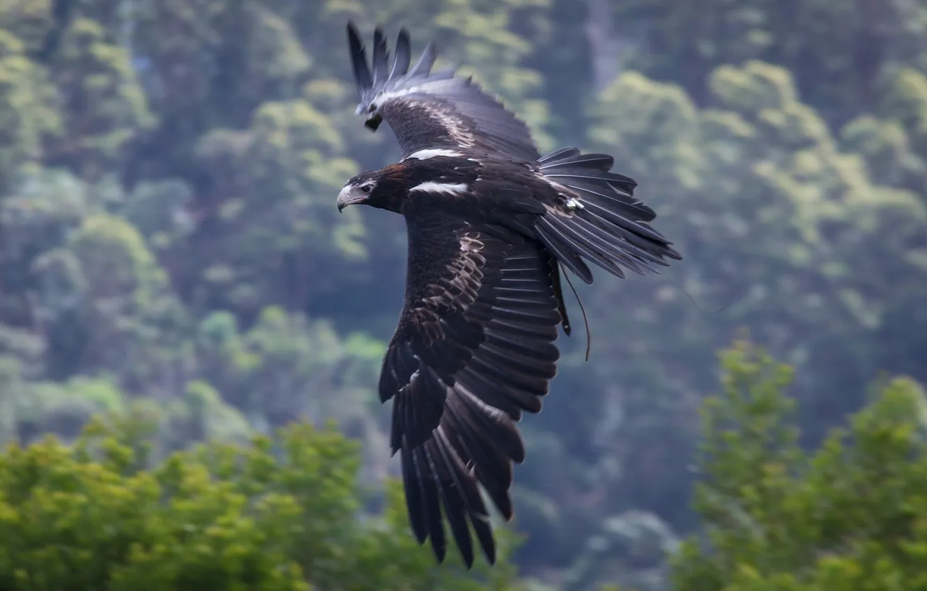 Photo wallpaper wings, flight, The Chinese eagle