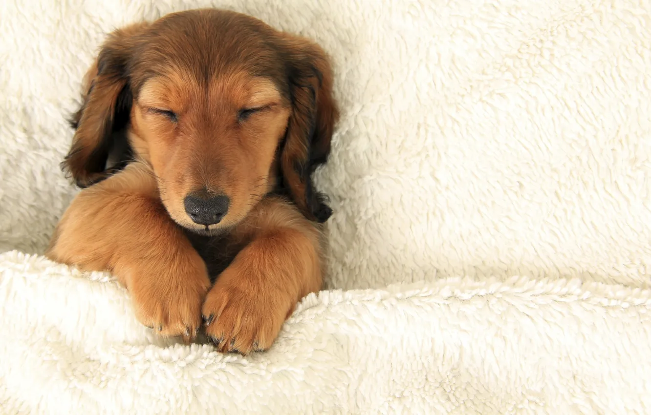 Photo wallpaper white, puppy, dog, animal, sweet, sleep, bed, funny