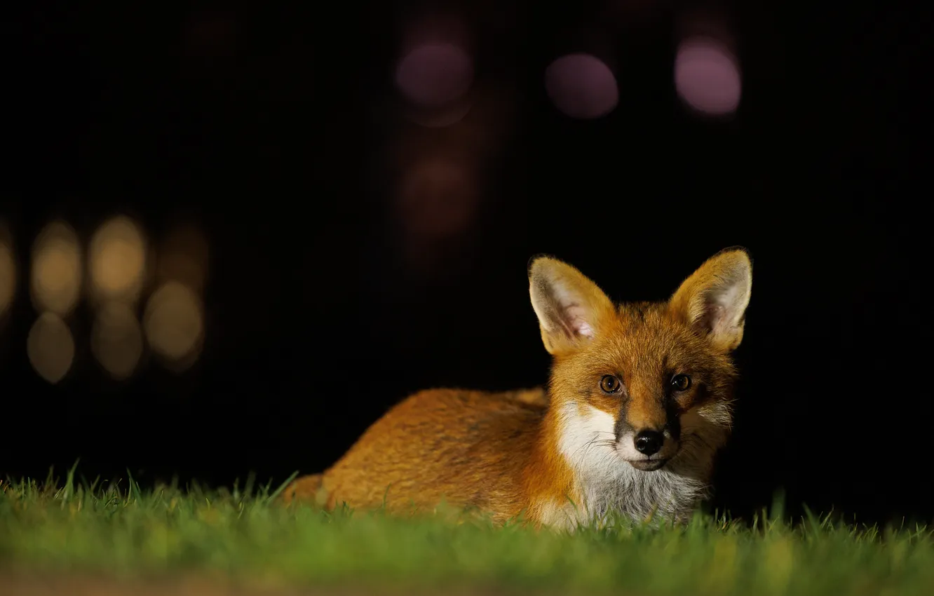 Photo wallpaper meadow, Fox, bokeh