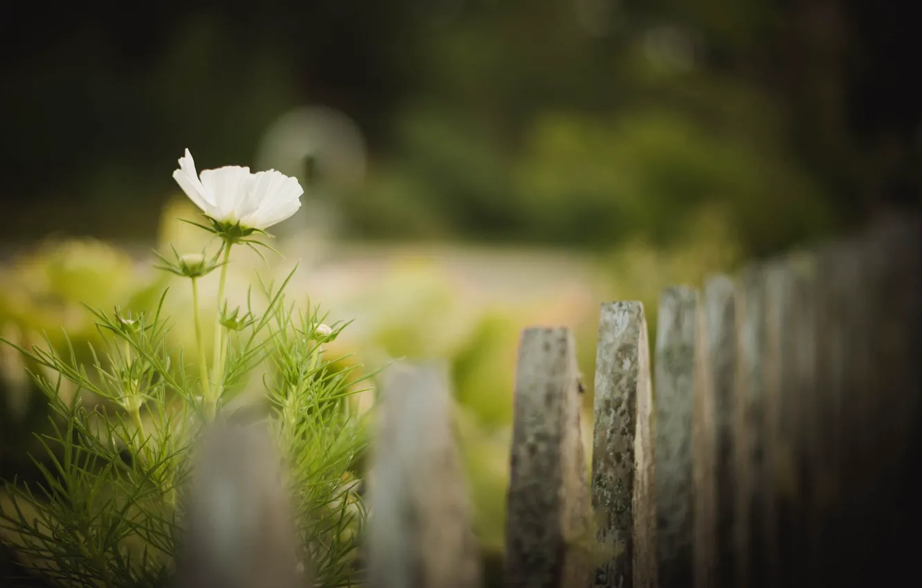 Photo wallpaper flower, fence, bokeh, buds