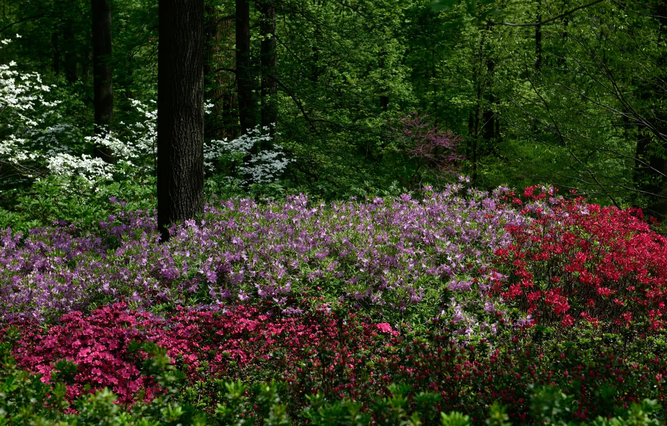 Photo wallpaper trees, flowers, Park, New York, USA, the bushes, alstremeria, Botanical Garden