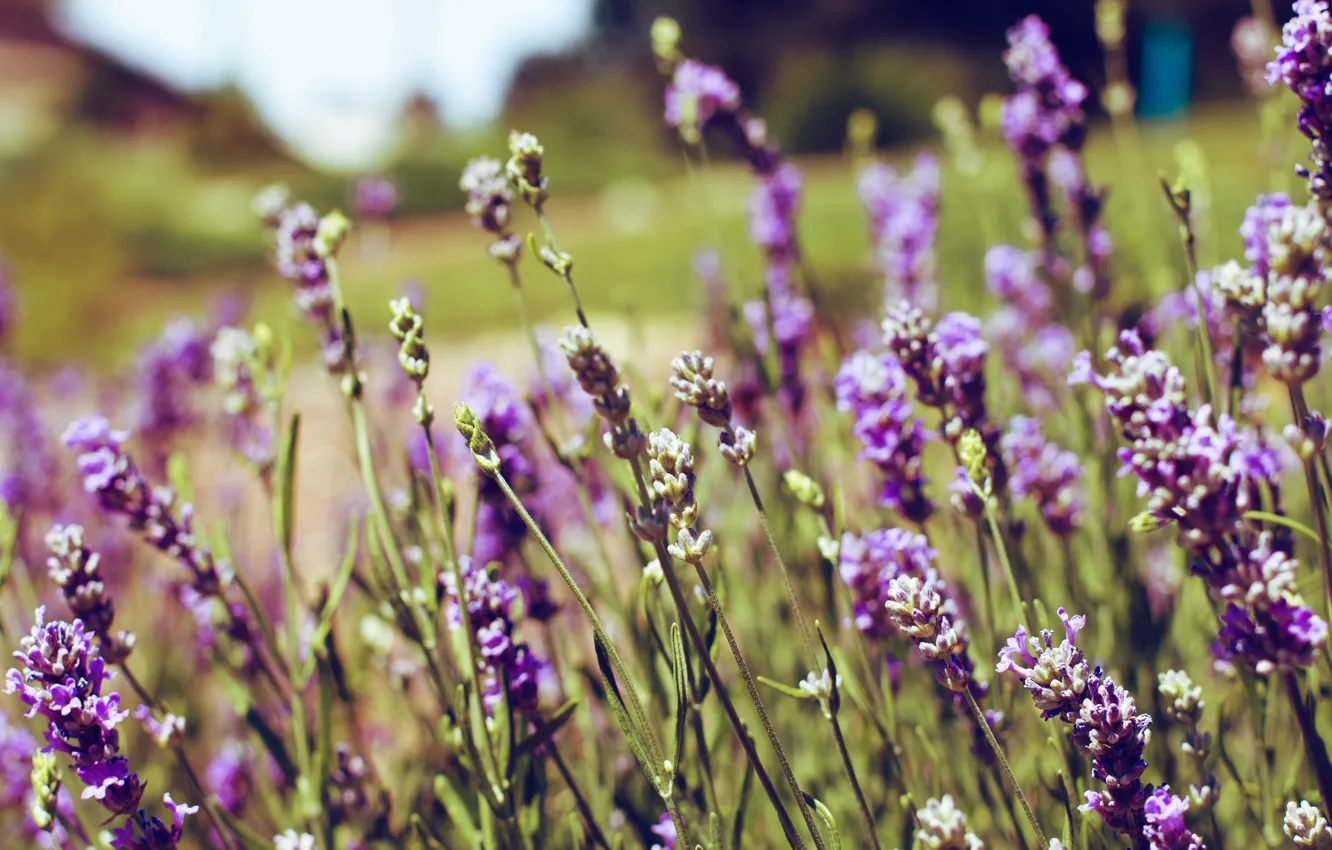 Photo wallpaper purple, flowers, lavender