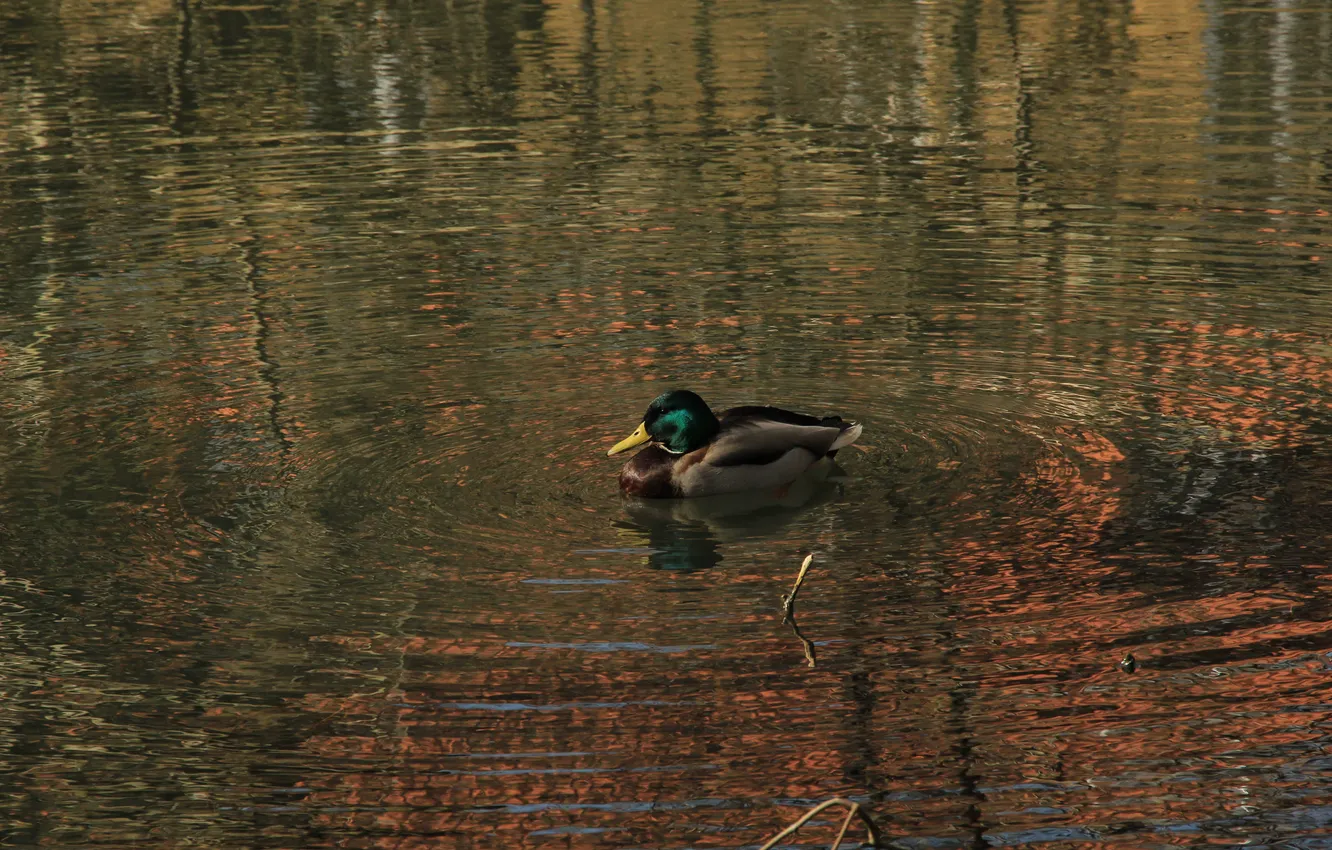 Photo wallpaper water, lake, pond, ducks