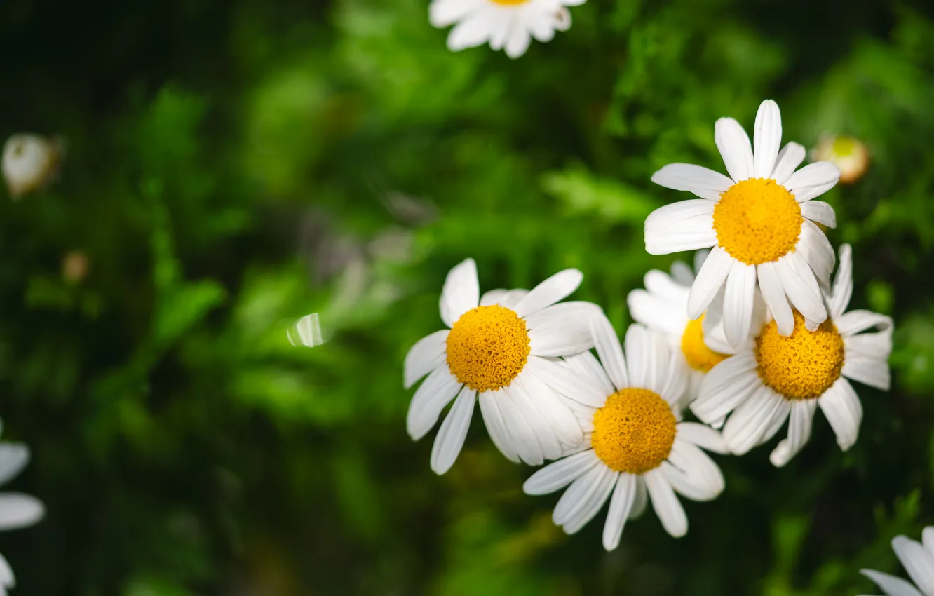 Photo wallpaper white, yellow, flowers, daisies