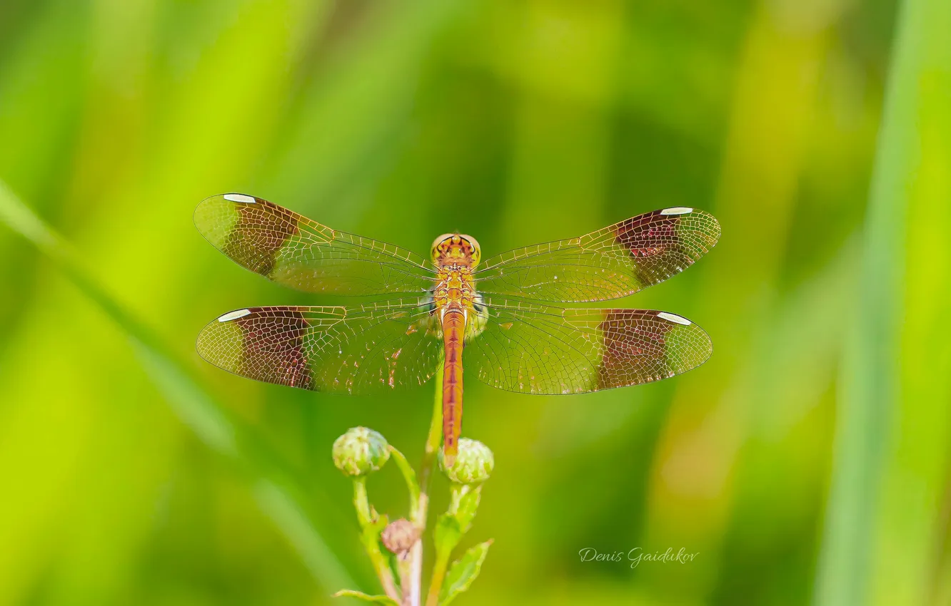 Photo wallpaper bokeh, macro photography of insects, Denis Gaidukov, A bandaged dragonfly