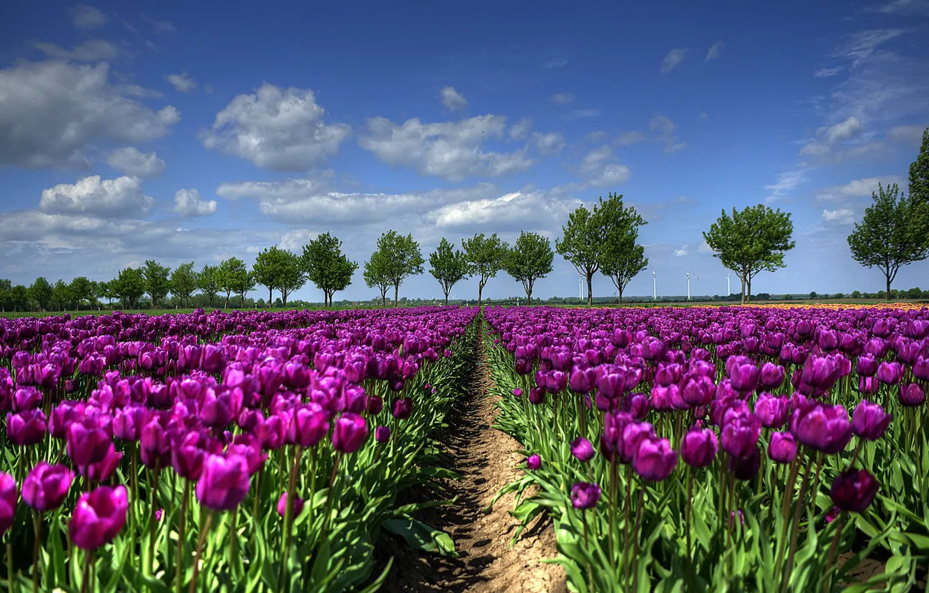 Photo wallpaper field, trees, spring, tulips, Holland