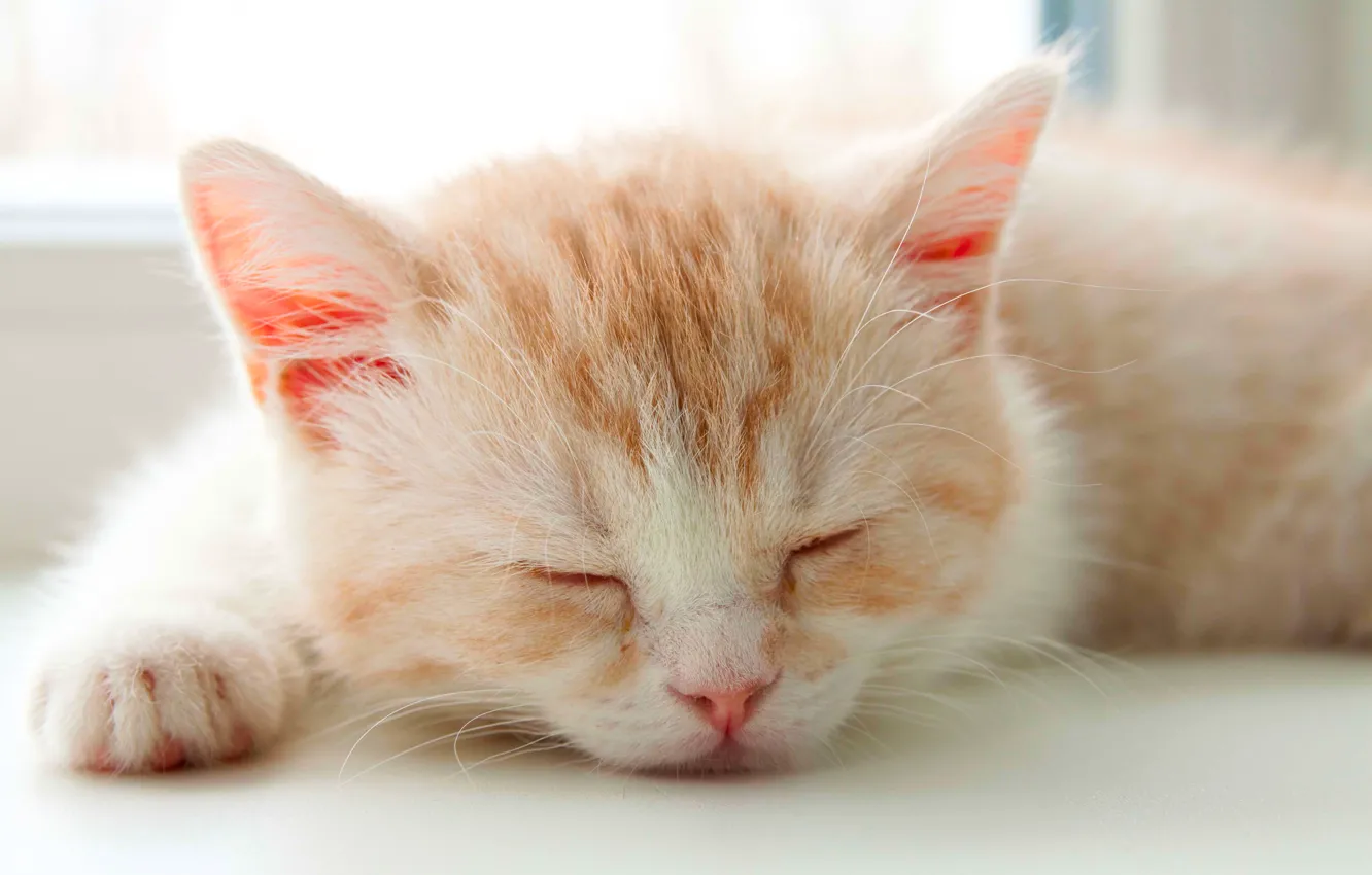 Photo wallpaper sleep, kitty