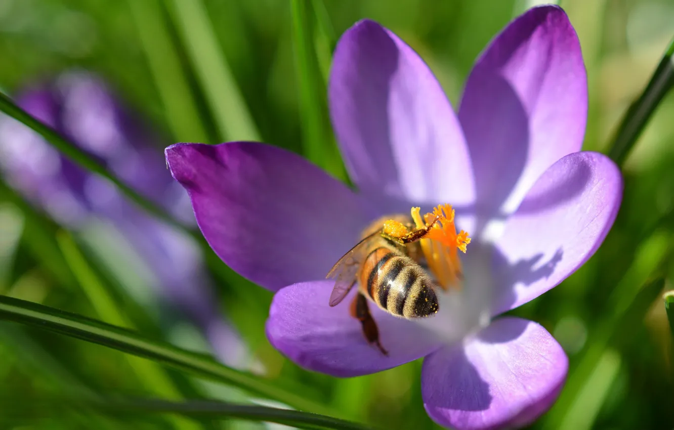 Photo wallpaper macro, bee, petals, insect, Krokus, saffron