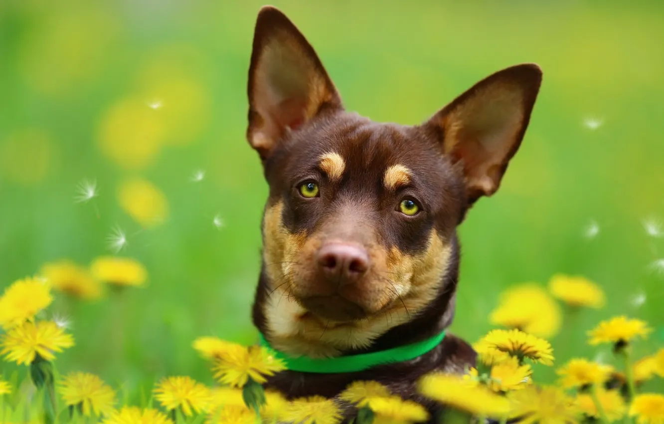 Photo wallpaper face, background, each, dandelion