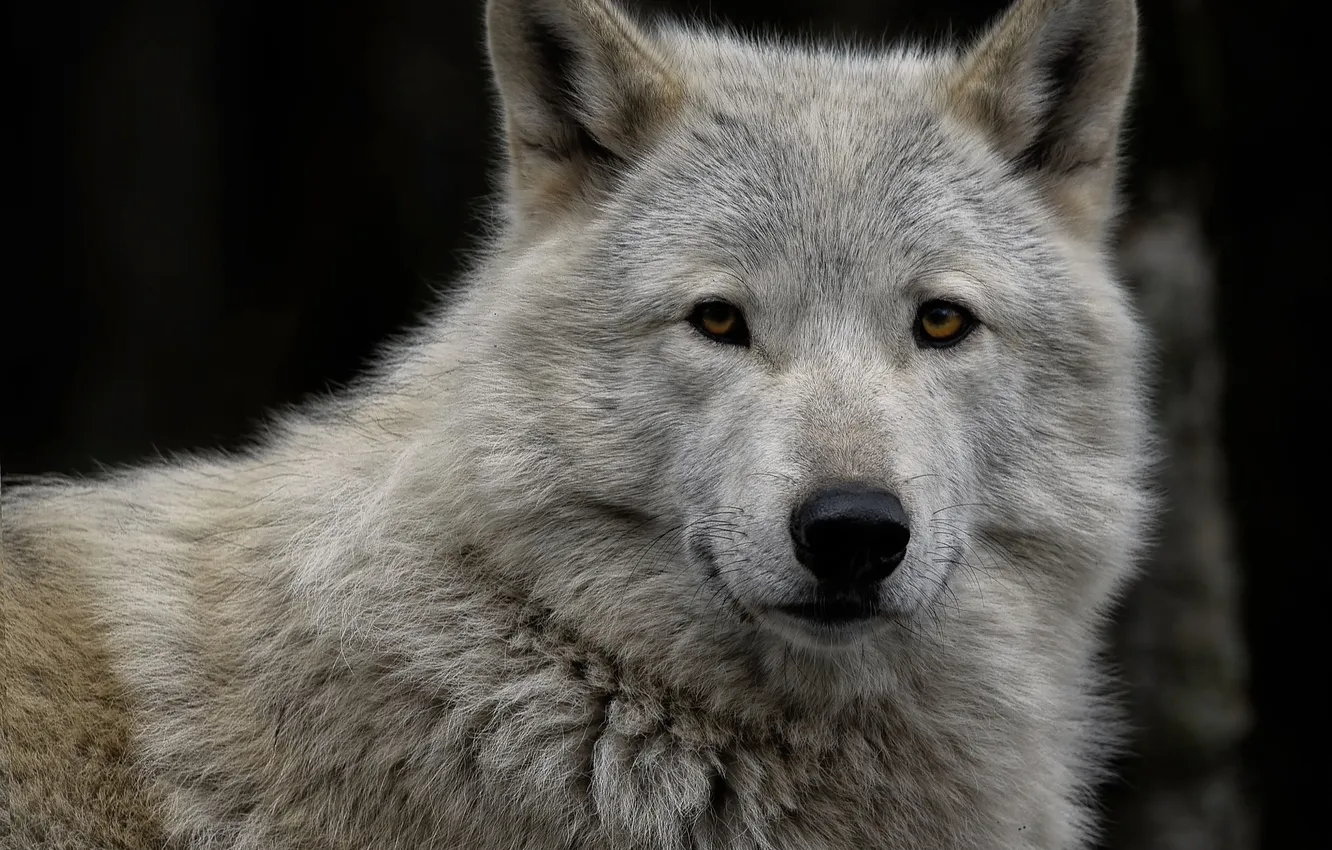 Photo wallpaper fantasy, Predator, nature, art, snow, face, animal, wolf