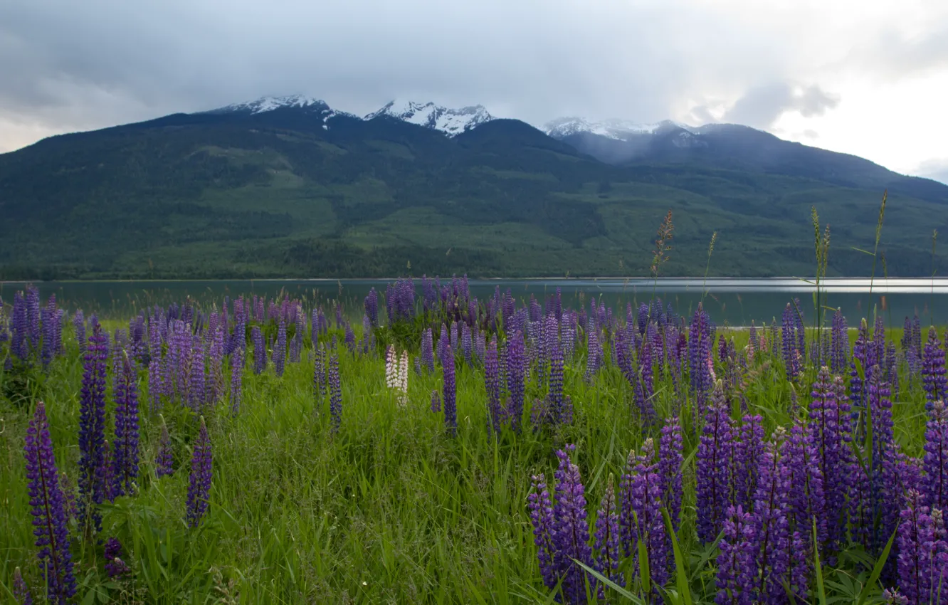 Photo wallpaper field, grass, flowers, mountains, nature, lake, grass, field
