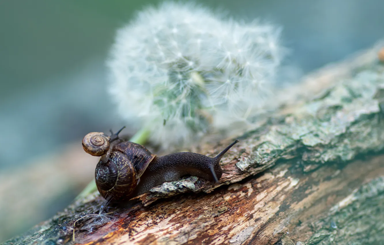 Photo wallpaper macro, dandelion, snail, bokeh, the trunk of the tree, Oksana Makarova