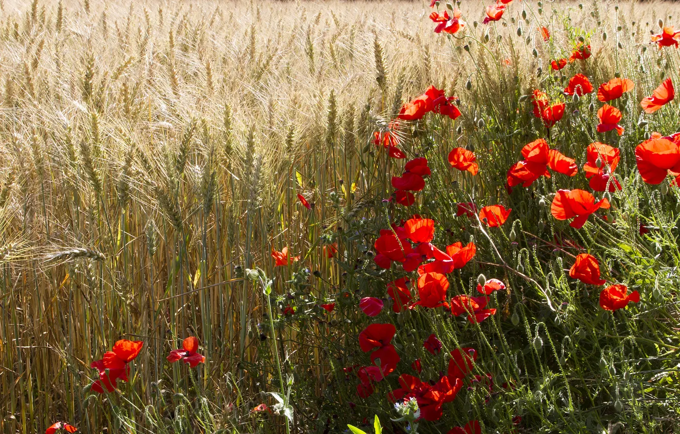 Photo wallpaper field, flowers, Maki, ears