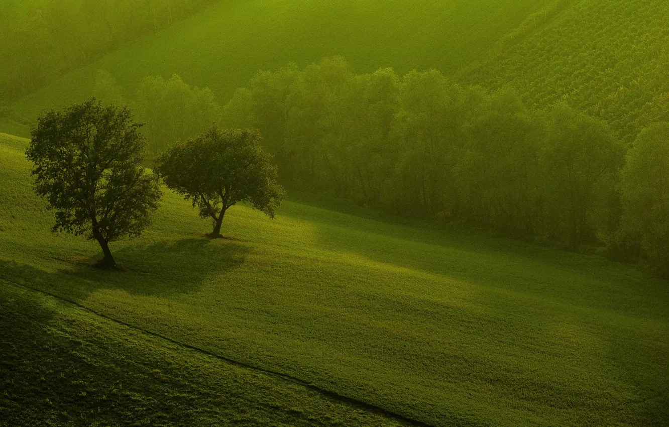 Photo wallpaper greens, trees, nature, field, morning