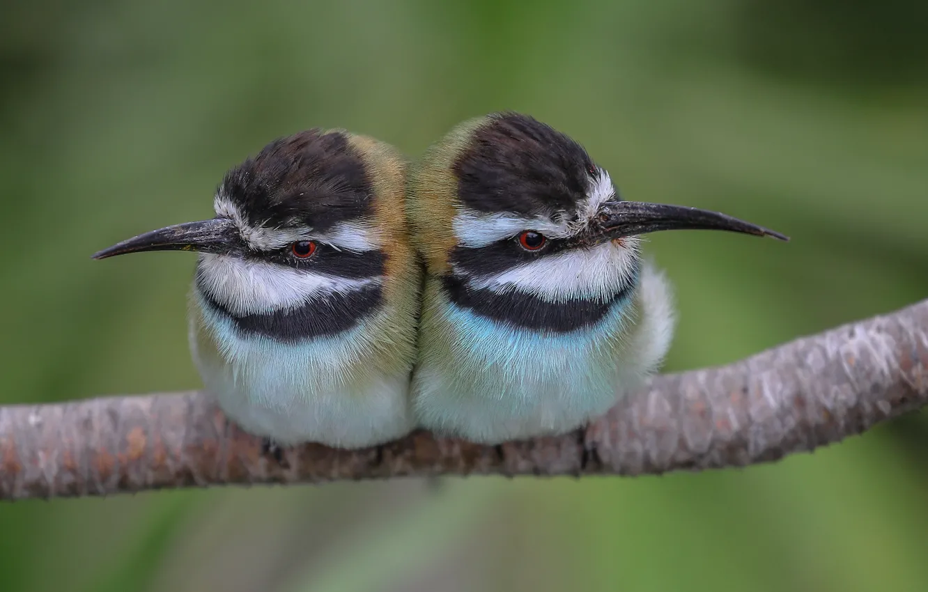 Photo wallpaper bird, pair, schurka