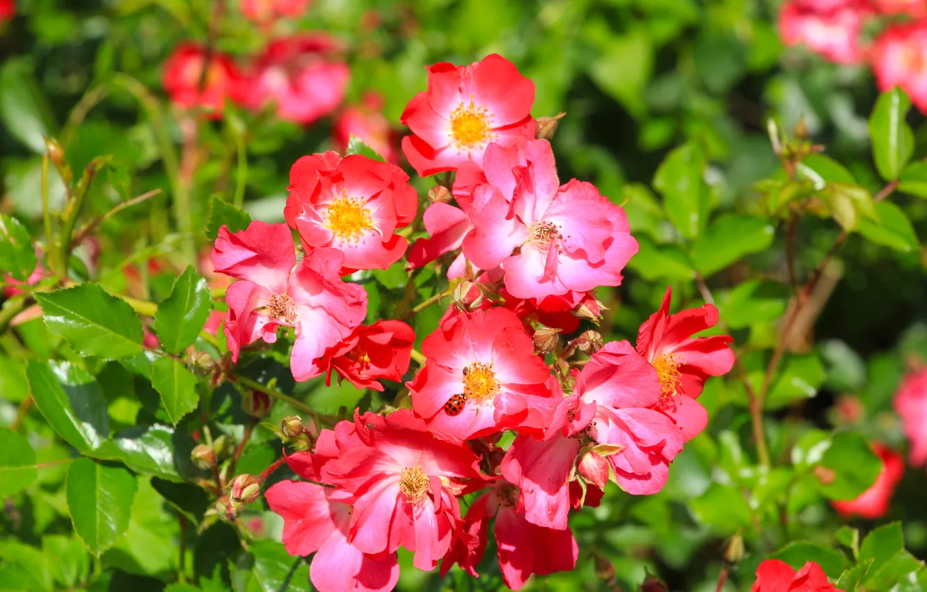 Photo wallpaper flower, roses, blooming