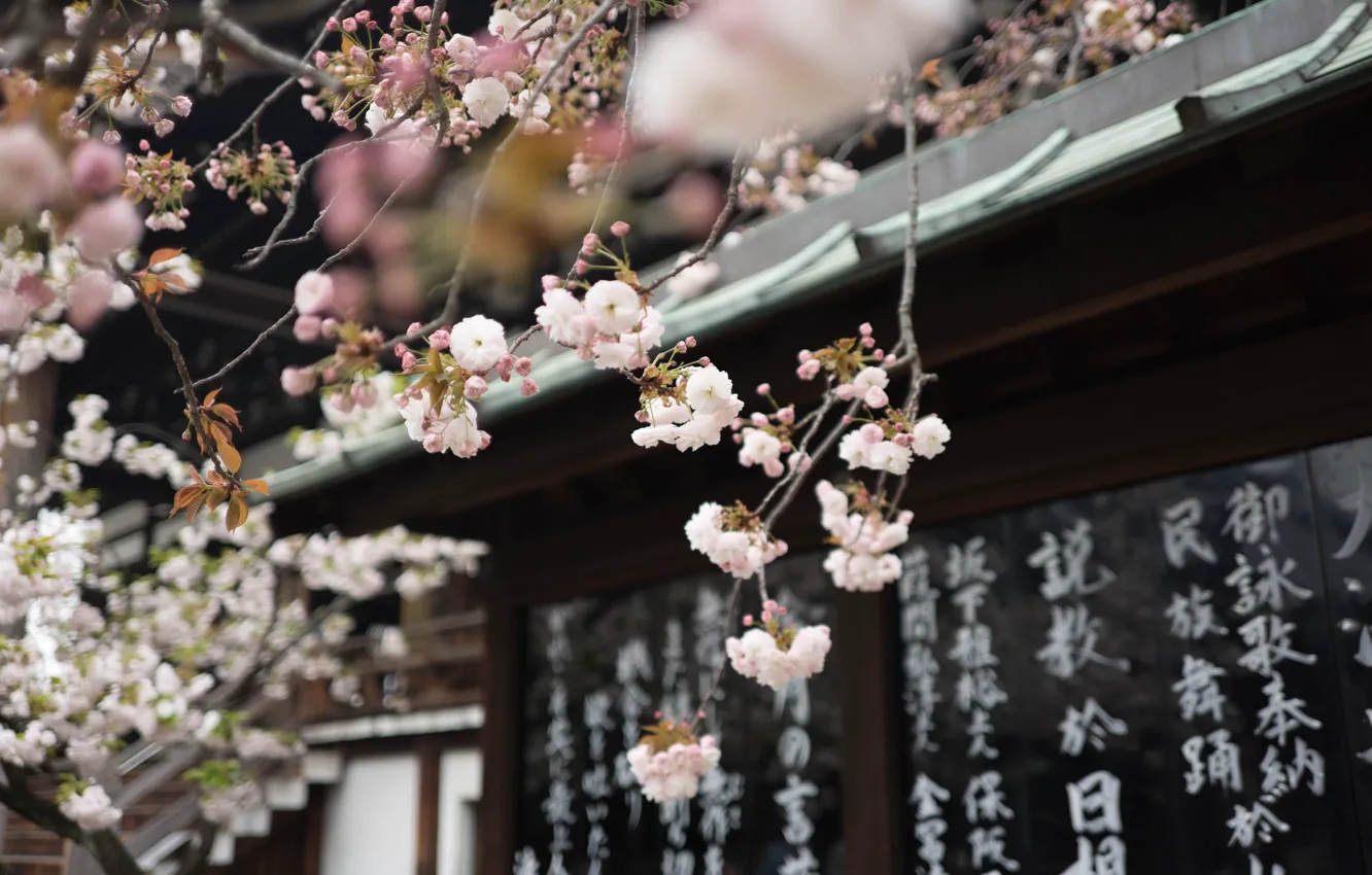 Photo wallpaper characters, temple, Japan, Sakura spring