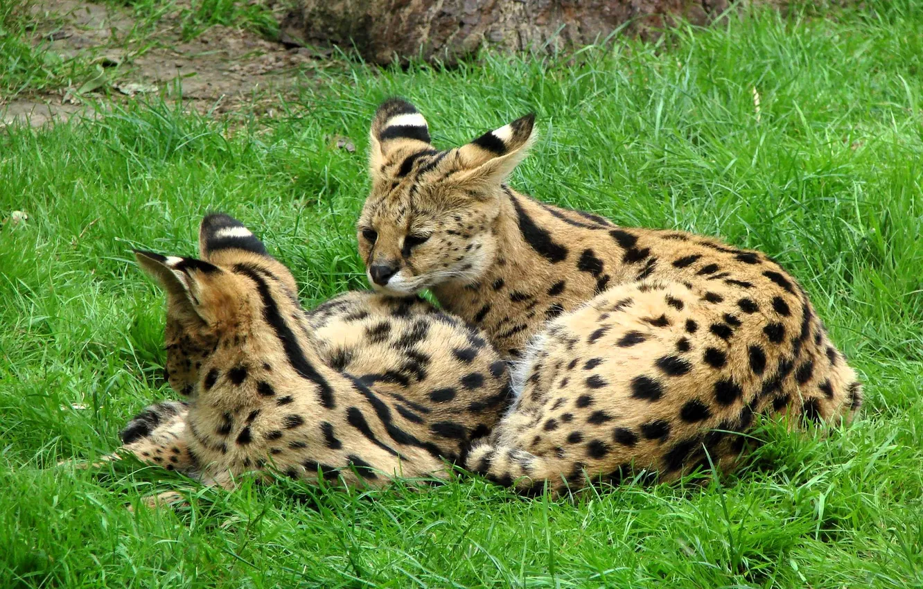Photo wallpaper grass, glade, pair, wild cats, lawn, Serval
