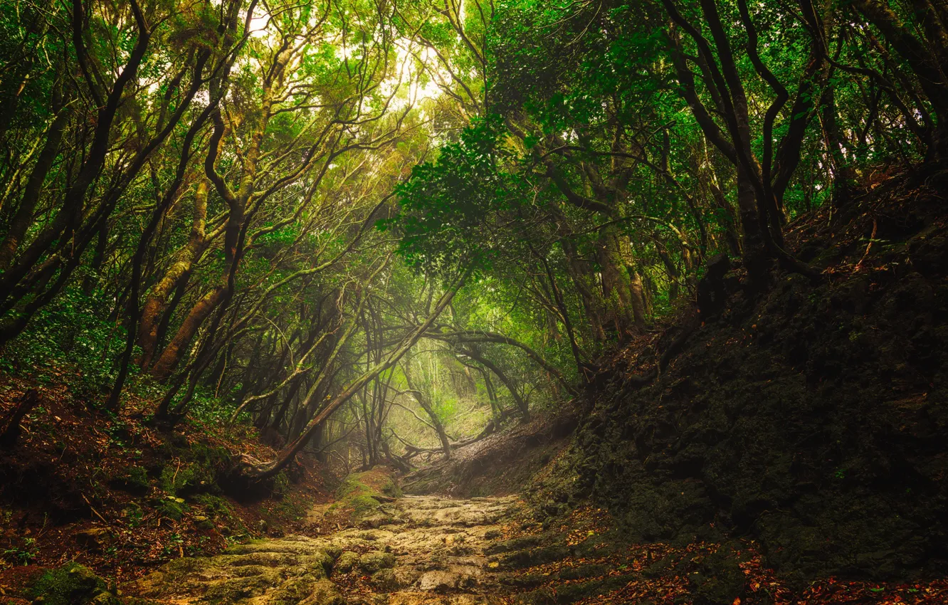 Photo wallpaper forest, fog, Spain, path, Canary Islands, Tenerife, Cloud Forest