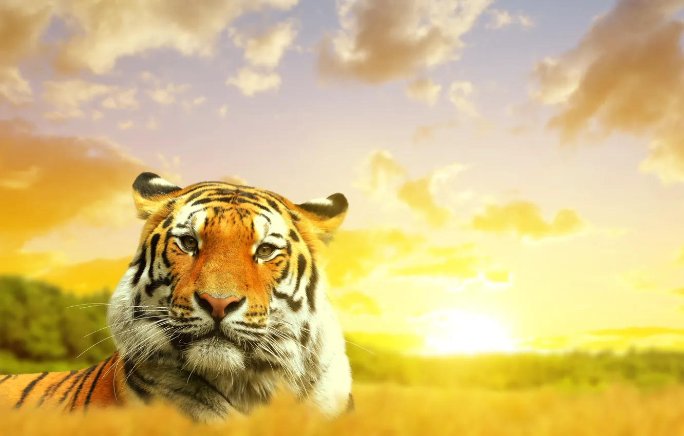 Photo wallpaper the sky, clouds, nature, tiger