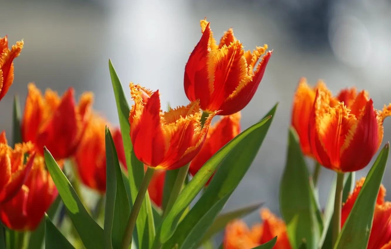 Photo wallpaper leaves, tulips, buds, bokeh