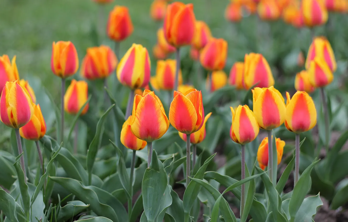 Photo wallpaper flowers, spring, tulips, flowerbed